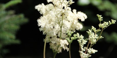 Reine Des Pres Extraits Secs Ou Fluides Acide Salicylique Esenco